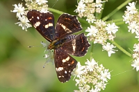 landkaartje (araschnia levana) 7-2021 8631